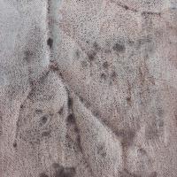 Watercolour frottage of a tomato plant in brown