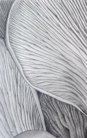 graphite painting of oyster mushroom gills