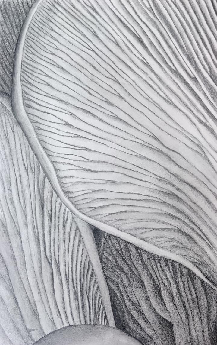 graphite drawing of oyster mushroom gills