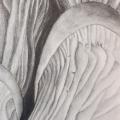 graphite drawing of oyster mushroom gills