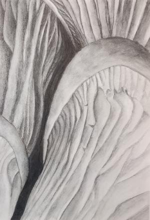 graphite painting of oyster mushroom gills and caps