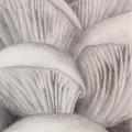 graphite drawing of oyster mushroom gills