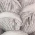 graphite drawing of oyster mushroom gills