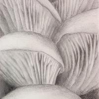 graphite drawing of oyster mushroom gills