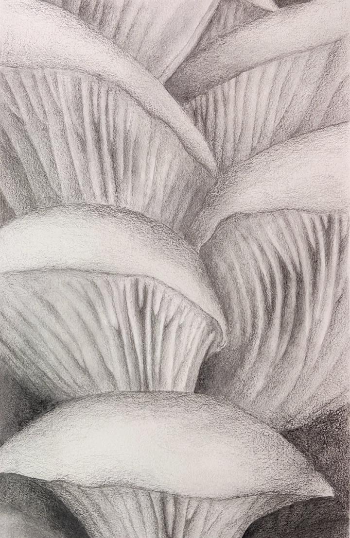 graphite drawing of oyster mushroom gills