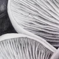 graphite drawing of oyster mushroom gills