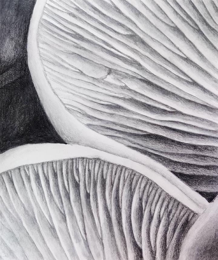 graphite drawing of oyster mushroom gills