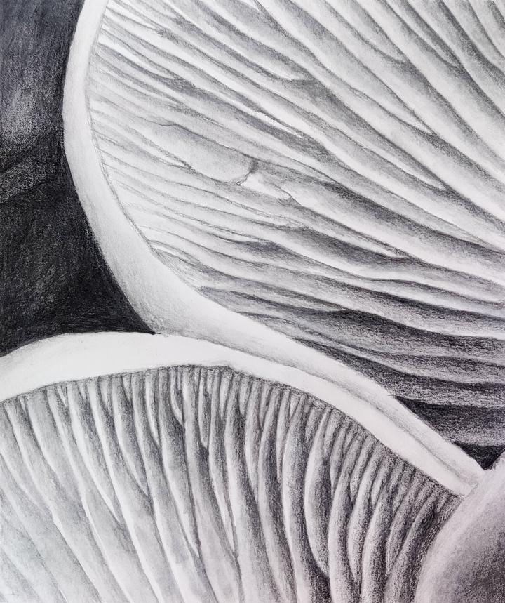 graphite drawing of oyster mushroom gills