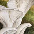 watercolour painting of white oyster mushrooms