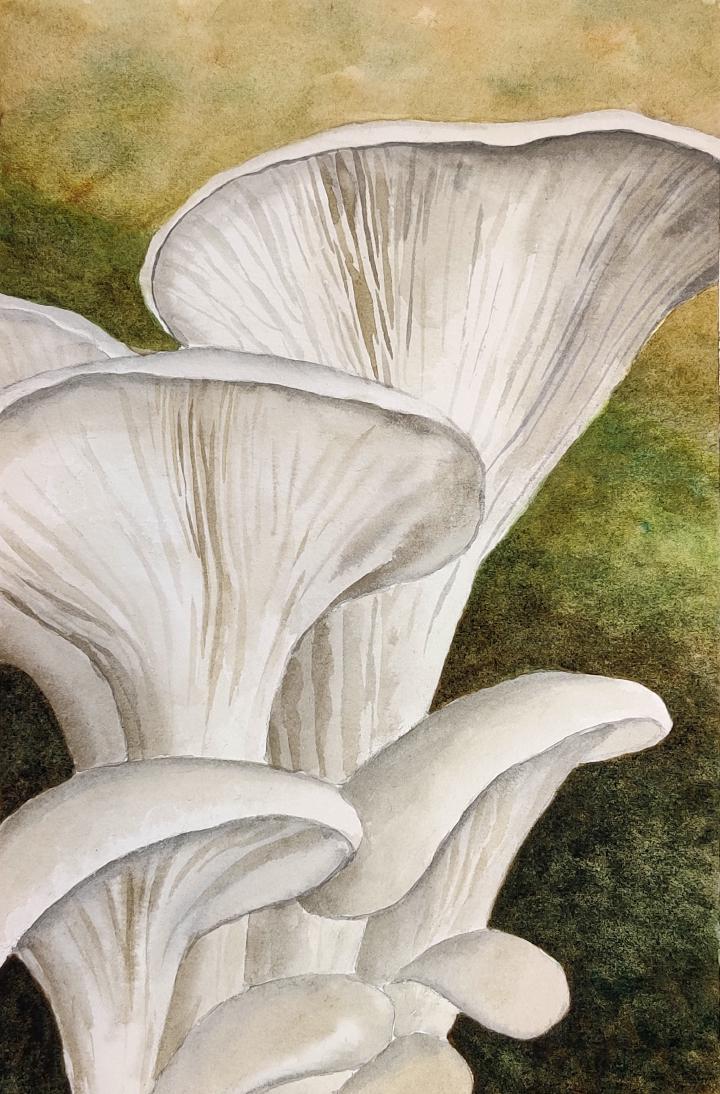 watercolour painting of white oyster mushrooms