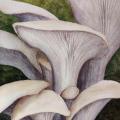watercolour painting of oyster mushrooms with brown caps