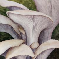 watercolour painting of oyster mushrooms with brown caps