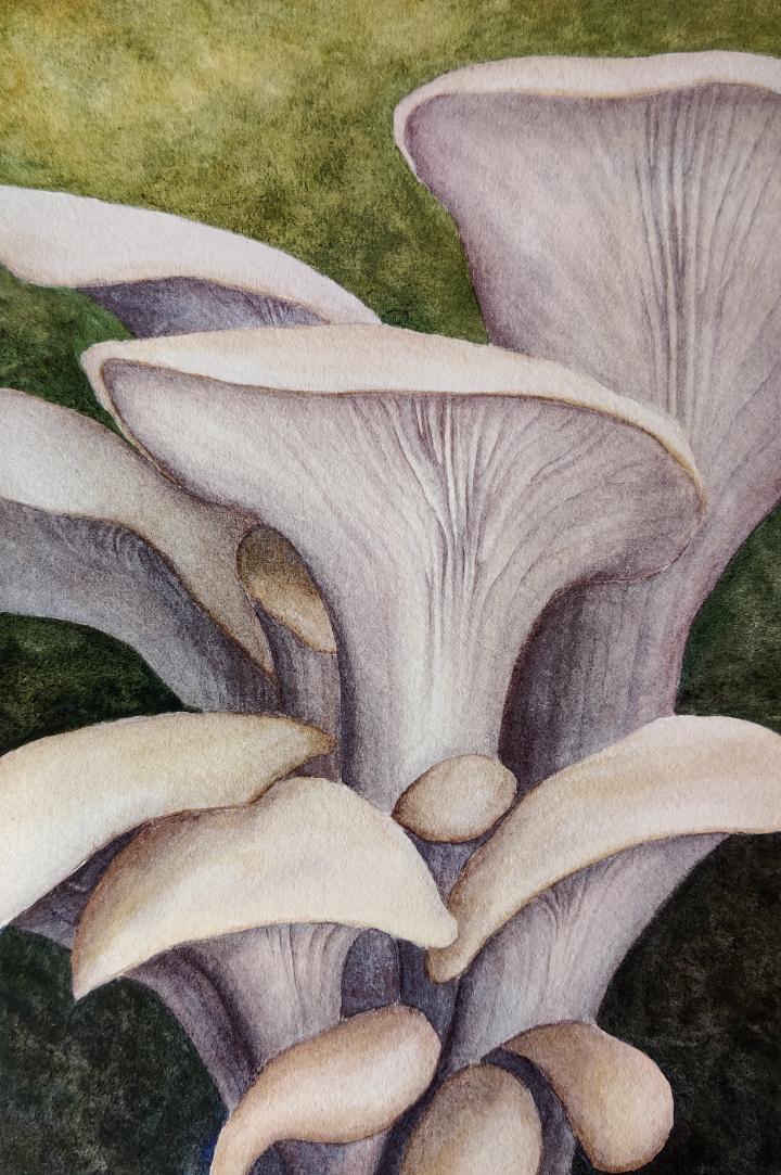 watercolour painting of oyster mushrooms with brown caps