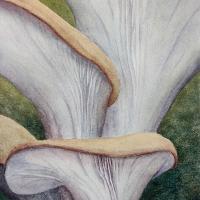 watercolour painting of oyster mushrooms with brown caps