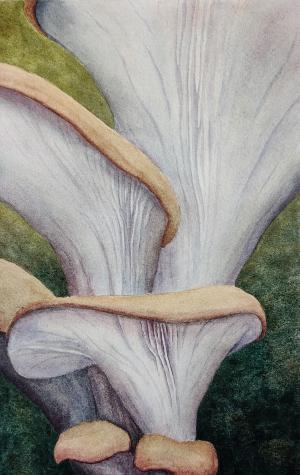 watercolour painting of oyster mushrooms with darker caps