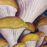 watercolour painting of oyster mushrooms with yellow caps