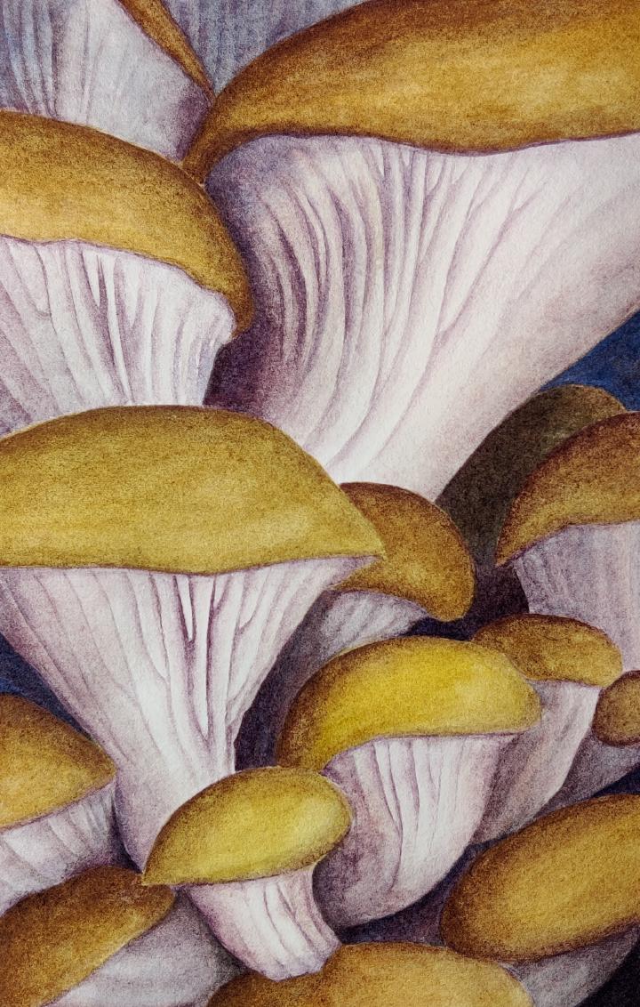 watercolour painting of oyster mushrooms with yellow caps