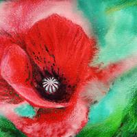 a red poppy, the center in focus and the edges fading into a green background