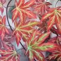 a spread of red japanese maple leaves with green veins